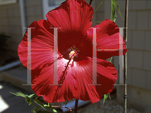 Picture of Hibiscus coccineus 