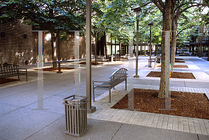 Picture of Tilia cordata 