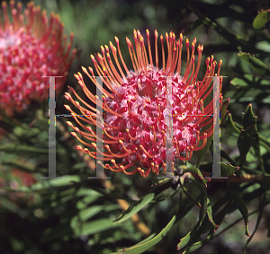 Picture of Leucospermum lineare 