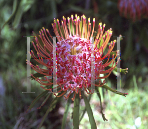 Picture of Leucospermum lineare 'Tango'