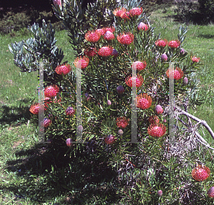 Picture of Leucospermum lineare 'Tango'