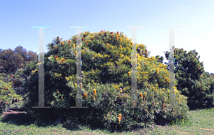 Picture of Banksia spinulosa 