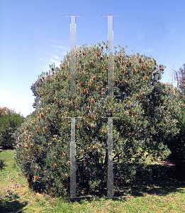 Picture of Banksia occidentalis 