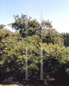 Picture of Banksia spinulosa var. cunninghamii 