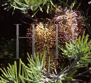 Picture of Banksia spinulosa var. cunninghamii 