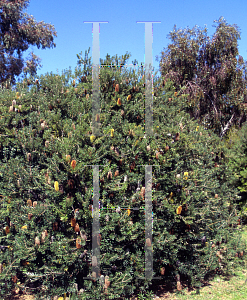 Picture of Banksia marginata 