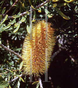 Picture of Banksia marginata 