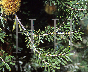 Picture of Banksia marginata 