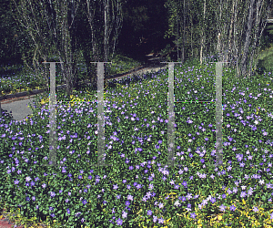 Picture of Vinca minor 