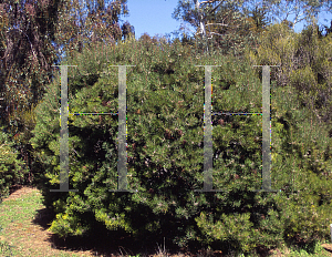 Picture of Banksia spinulosa var. cunninghamii 