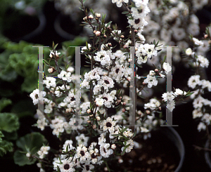 Picture of Leptospermum scoparium 'Snow Flake'