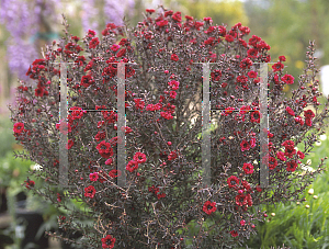 Picture of Leptospermum scoparium 'Crimson Glory'