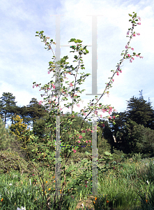 Picture of Ribes sanguineum var. glutinosum 