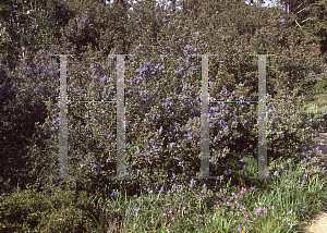 Picture of Ceanothus x 'Ray Hartman'