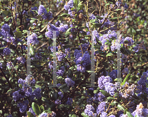 Picture of Ceanothus x 'Ray Hartman'