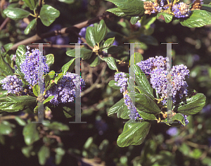 Picture of Ceanothus x 'Ray Hartman'