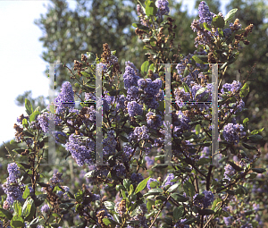 Picture of Ceanothus x 'Ray Hartman'