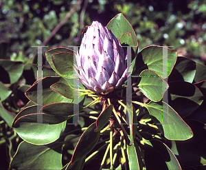 Picture of Protea cynaroides 