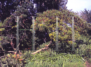 Picture of Banksia collina 