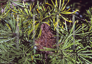Picture of Banksia collina 