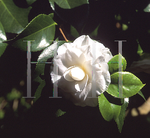 Picture of Camellia japonica 