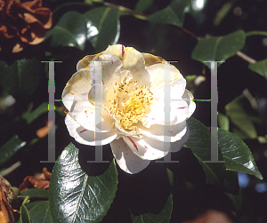 Picture of Camellia japonica 