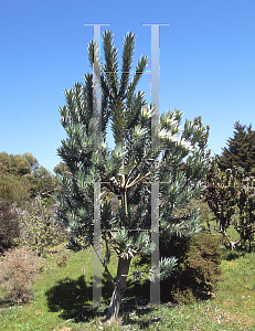 Picture of Leucadendron argenteum 