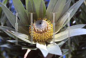 Picture of Leucadendron argenteum 
