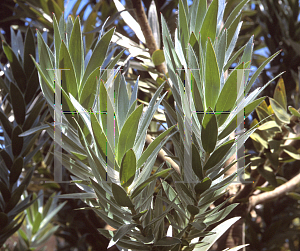 Picture of Leucadendron argenteum 