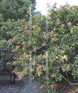 Picture of Rhus ovata 