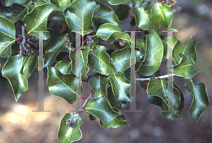 Picture of Rhus ovata 