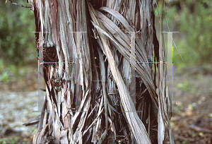 Picture of Lyonothamnus floribundus var. aspleniifolius 