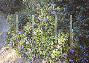 Picture of Ceanothus x 'Joyce Coulter'