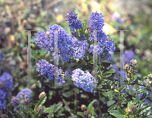 Picture of Ceanothus x 'Joyce Coulter'