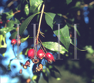 Picture of Syzygium paniculatum 