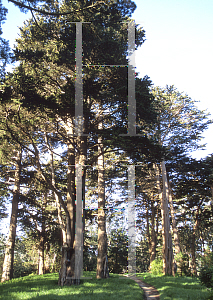 Picture of Cupressus macrocarpa 