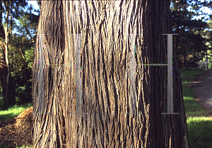 Picture of Cupressus macrocarpa 