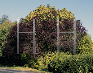 Picture of Prunus cerasifera 