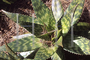 Picture of Aloe saponaria 