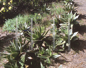 Picture of Aloe saponaria 