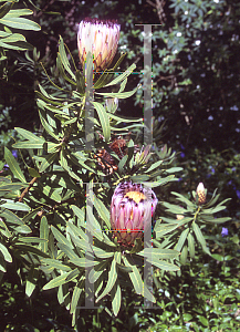 Picture of Protea neriifolia 