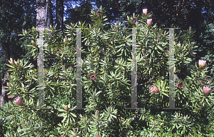 Picture of Protea neriifolia 