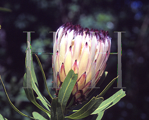 Picture of Protea neriifolia 