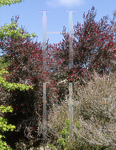 Picture of Leptospermum scoparium 'Crimson Glory'