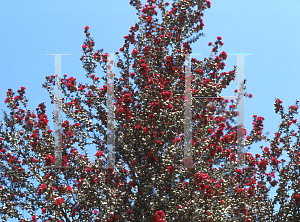 Picture of Leptospermum scoparium 'Crimson Glory'