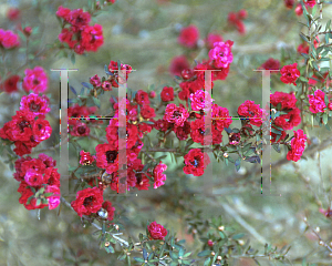 Picture of Leptospermum scoparium 'Crimson Glory'