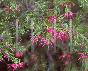 Picture of Grevillea x 'Aromas'