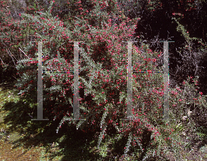 Picture of Grevillea lavandulacea 'Penola'