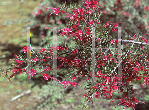 Picture of Grevillea lavandulacea 'Penola'