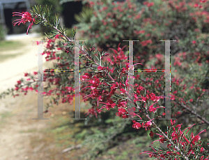 Picture of Grevillea lavandulacea 'Penola'